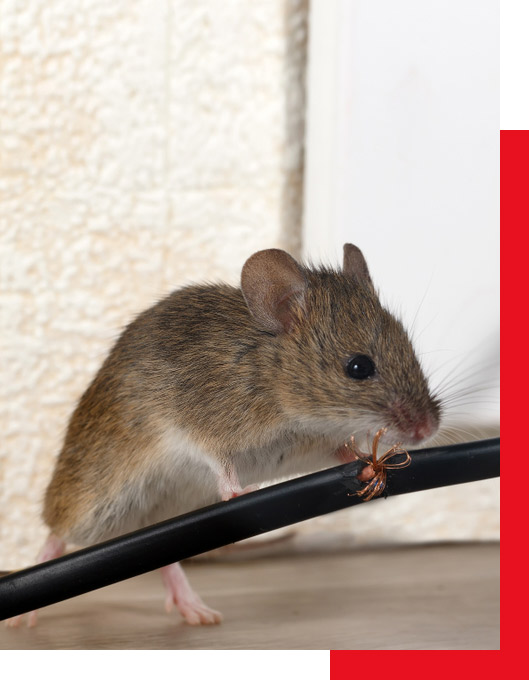 Rodrepel™ – Animal and bird aversive repellent