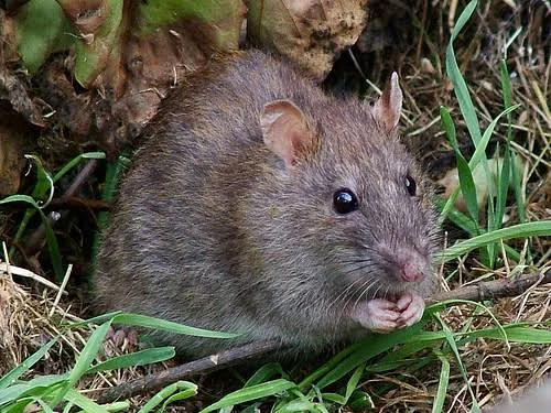 A Growing Rodent Problem, From Australia to the US